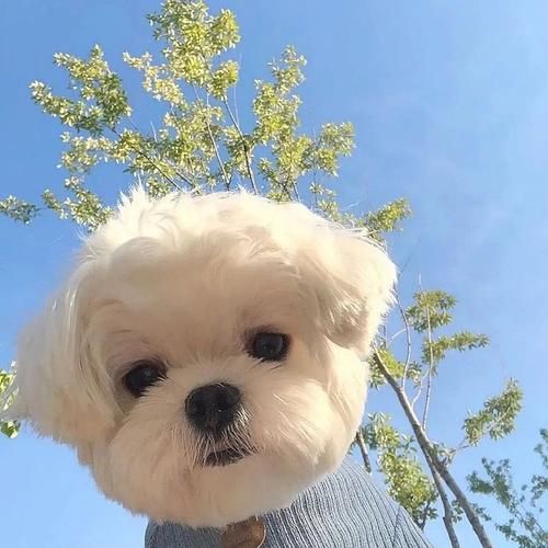 微信头像小狗