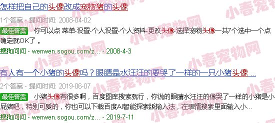 宠物猪微信头像