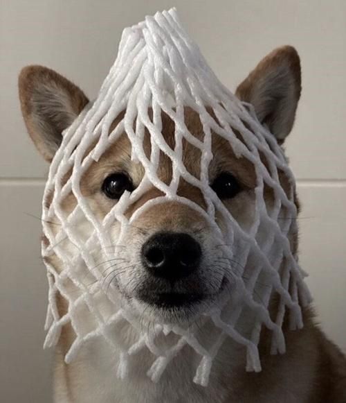 狗狗头像搞笑