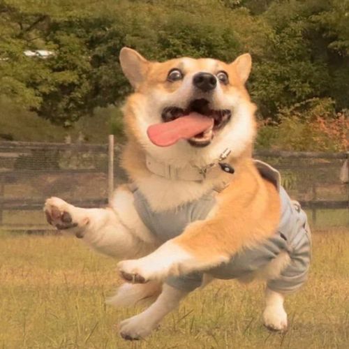 狗狗头像搞笑