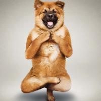 狗狗头像搞笑