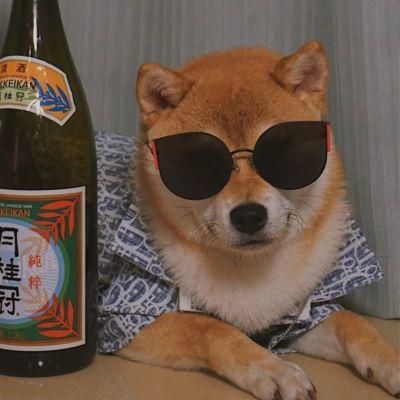 狗狗头像搞笑