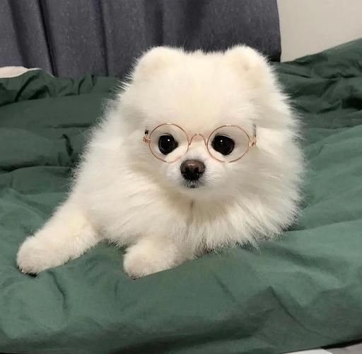 适合女生的狗狗头像 适合用微信头像的狗狗图片