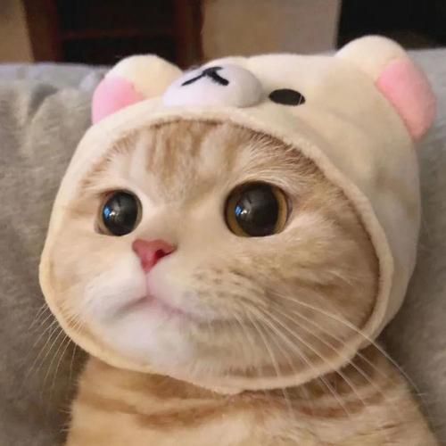 微信头像宠物