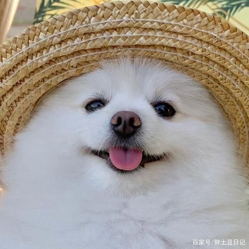 微信头像宠物