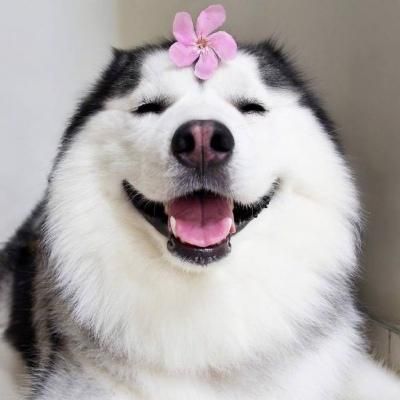 微信很火的狗头像