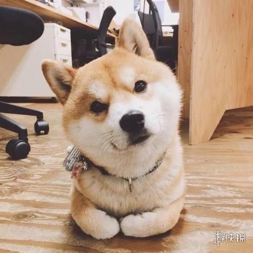 微信很火的狗头像