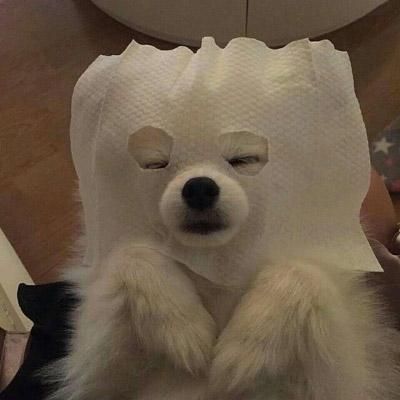 微信很火的狗头像