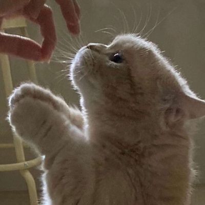 苏瓷:唯美可爱宠物头像(猫咪 卡哇_微信头像_我要个性网