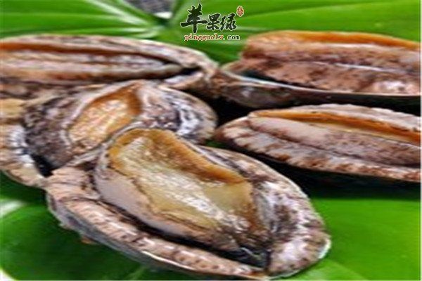 鲍鱼2.jpg
