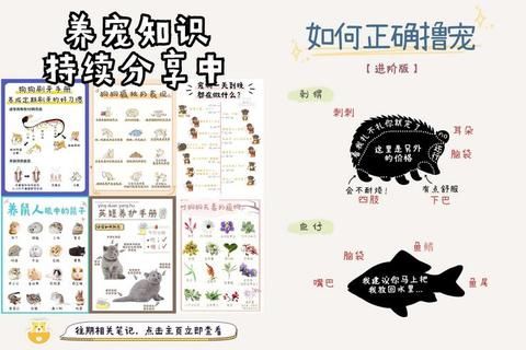 五毒门派宠物全流程获取指南与高效培养技巧实战心得分享