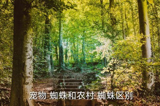  宠物 蜘蛛和农村 蜘蛛区别