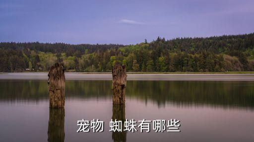  宠物 蜘蛛有哪些