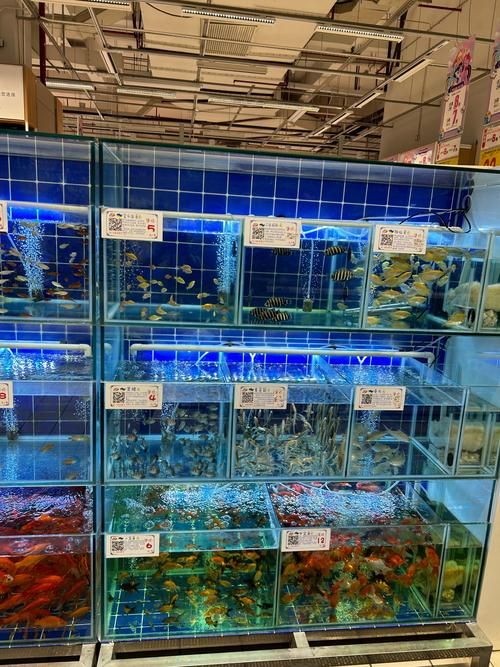 长沙市观赏鱼批发市场
