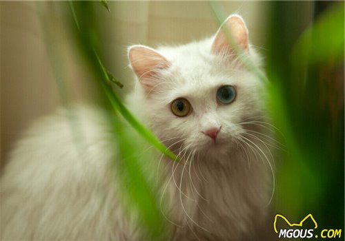 纯种猫与混种猫的区别在哪里