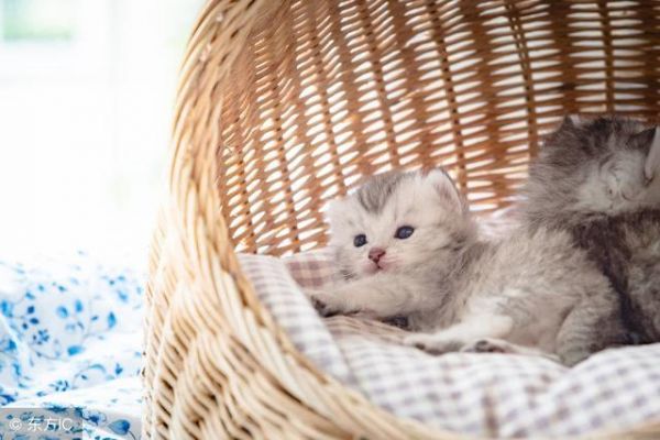 “纯种猫”和“血统猫”你都了解吗