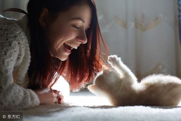 “纯种猫”和“血统猫”你都了解吗