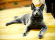 如何判断纯种俄罗斯蓝猫
