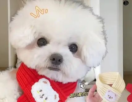 灵狐之家宠物跨界非遗，缂丝工艺打造高端宠物服饰