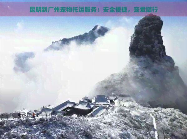 昆明到广州宠物托运服务：安全便捷，宠爱随行