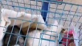 昆山宠物托运：如何安全快捷地运送宠物？宠物托运前必备指南