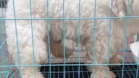 昆山宠物托运：如何安全快捷地运送宠物？宠物托运前必备指南