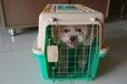 湘潭宠物小猫托运靠谱航空宠物运输