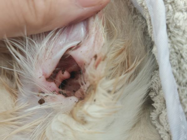 狗狗常见病用药全攻略:耳螨、皮肤病、肠胃炎一网打尽