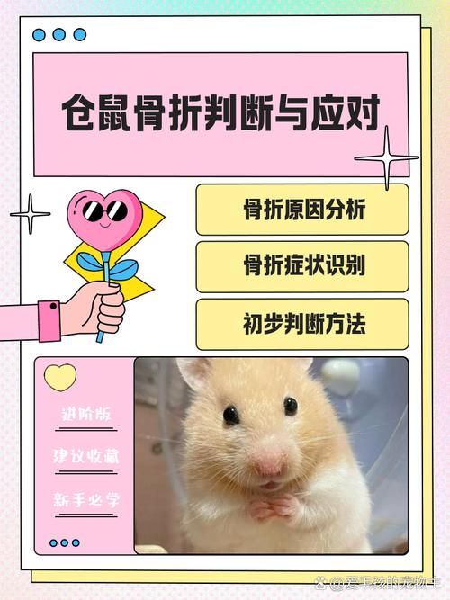 仓鼠的指头-仓鼠指头断了怎么办
