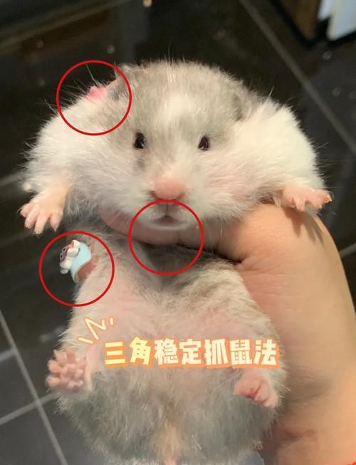 仓鼠的指头-仓鼠指头断了怎么办