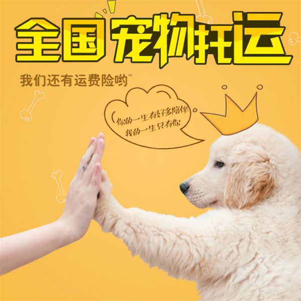托运）遵义托运邮寄狗托运