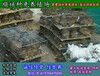 湘潭野兔种兔附近有没有卖的