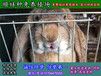 湘潭野兔种兔价格多少钱