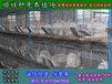 湘潭野兔子大型养殖场