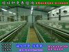 湘潭野兔子哪里买