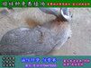 湘潭野兔子专业养殖基地
