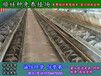 湘潭野兔子大规模养兔场