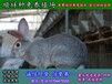 湘潭养杂交野兔批发价格