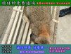 湘潭市农村养殖项目野兔养殖场