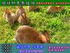 湘潭市野兔养殖场