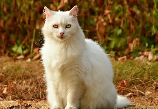 镇宅猫的10大神秘特点揭秘！你家猫上榜了吗？你不得不信！