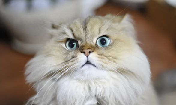镇宅猫的10大神秘特点揭秘！你家猫上榜了吗？你不得不信！
