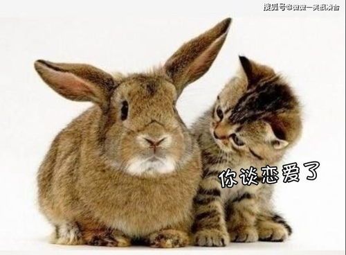兔子脚底毛发变黄是什么原因导致的?有什么解决办法吗?