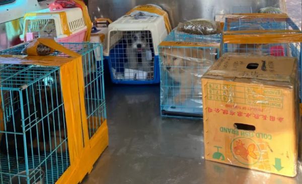 宠物猫火车托运的流程，托运宠物猫的注意事项