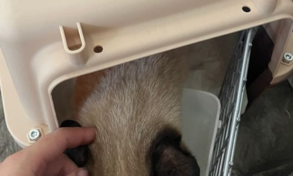 宠物猫火车托运的流程，托运宠物猫的注意事项