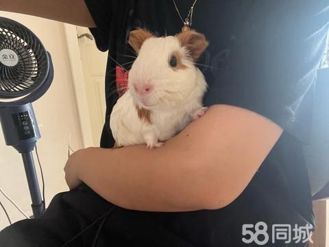 荆州宠物赠送/领养·养的胖胖的荷兰猪一对，20元自提