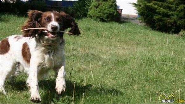 最受铲屎官喜欢的十种中型犬