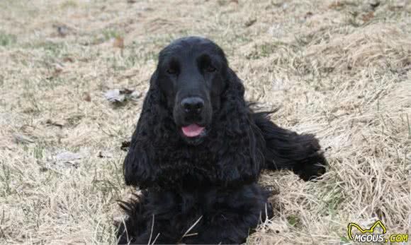 最受铲屎官喜欢的十种中型犬