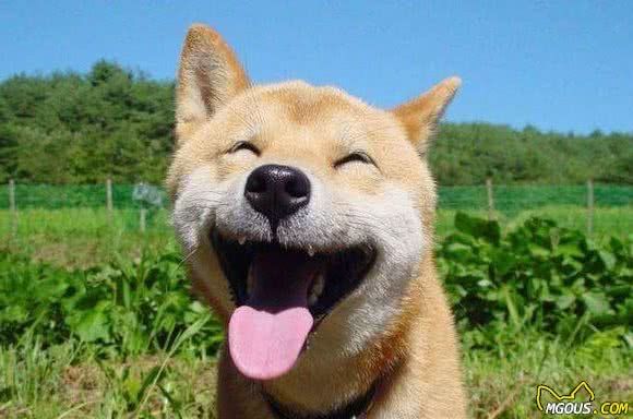 最受铲屎官喜欢的十种中型犬