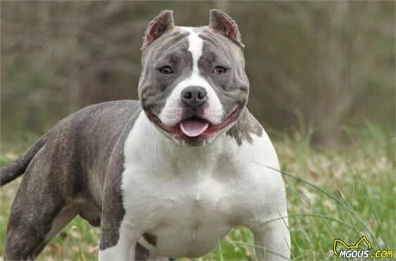 最受铲屎官喜欢的十种中型犬